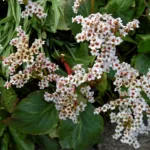 White heartleaf bergenia (Bergenia 'Bressingham White') – plant photo