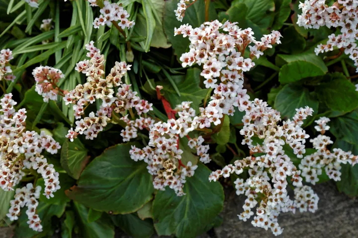 Bergenia 'Bressingham White'