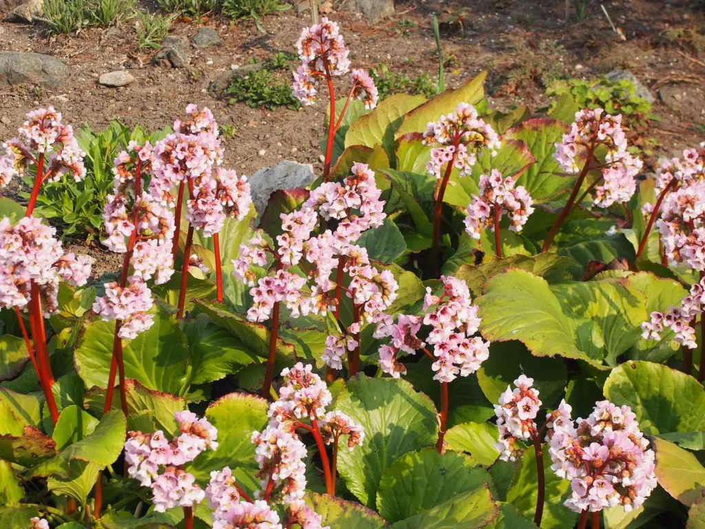 Elephant's-ears (Bergenia crassifolia) – flowers in close-up, plant photo