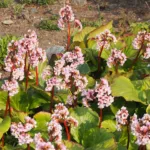 Elephant's-ears (Bergenia crassifolia) – plant photo