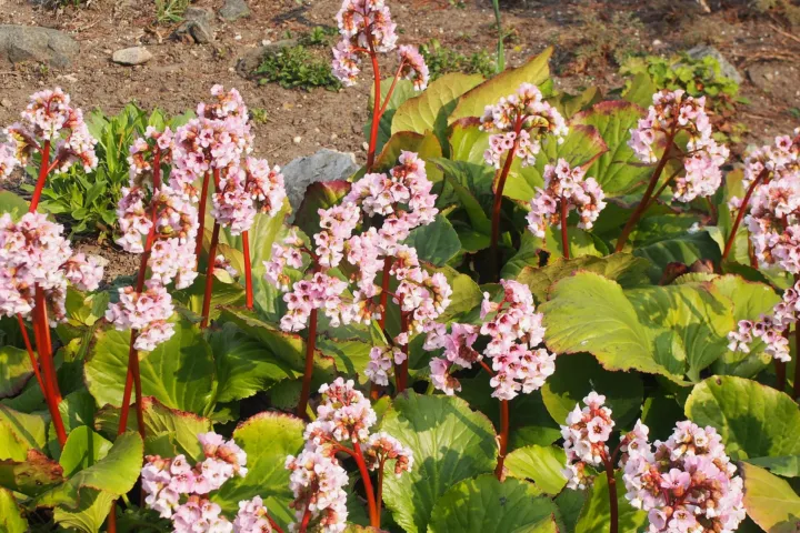 Bergenia crassifolia