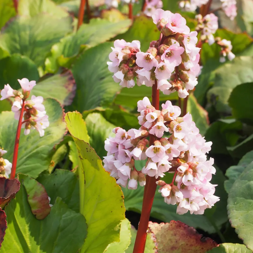 Elephant's-ears (Bergenia crassifolia) – flowers in close-up, plant photo