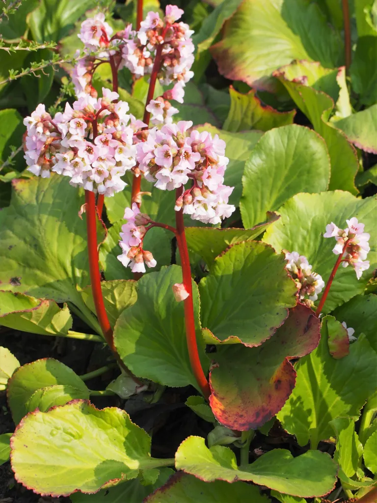 Elephant's-ears (Bergenia crassifolia) – flowers in close-up, plant photo
