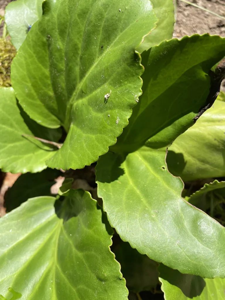 Elephant's-ears (Bergenia crassifolia) – leaves and shoots, plant photo