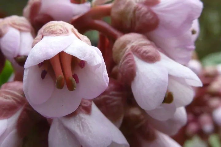 Bergenia purpurascens