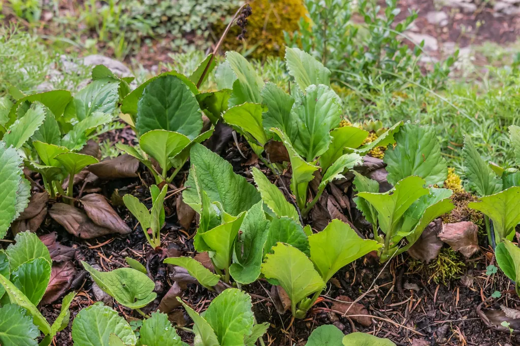 Bergenia purpurascens care guide (Bergenia purpurascens) – in a garden setting, plant photo