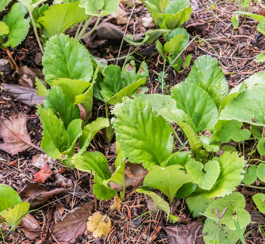 Bergenia purpurascens care guide (Bergenia purpurascens) – in a garden setting, plant photo