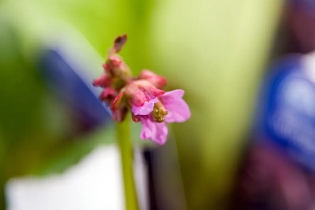 Bergenia purpurascens care guide (Bergenia purpurascens) – characteristic appearance, plant photo