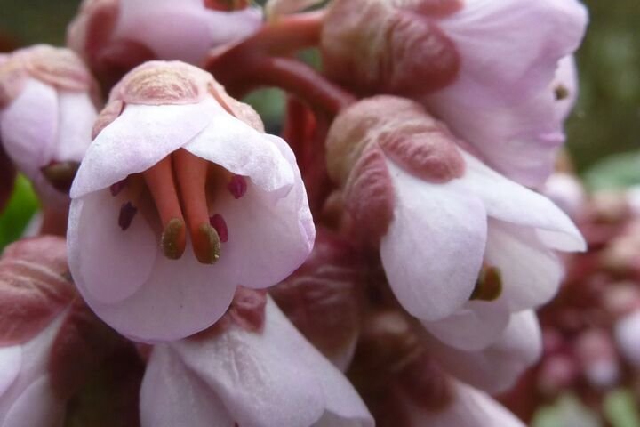 Bergenia purpurascens