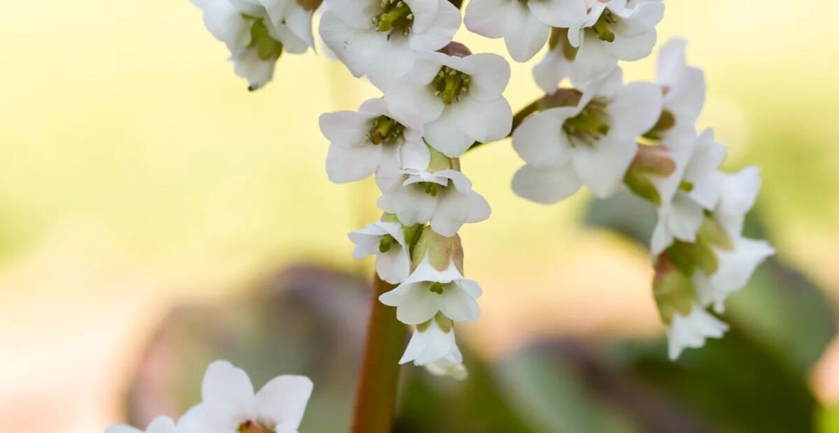 Bergenia 'Silberlicht' – fotografia rastliny