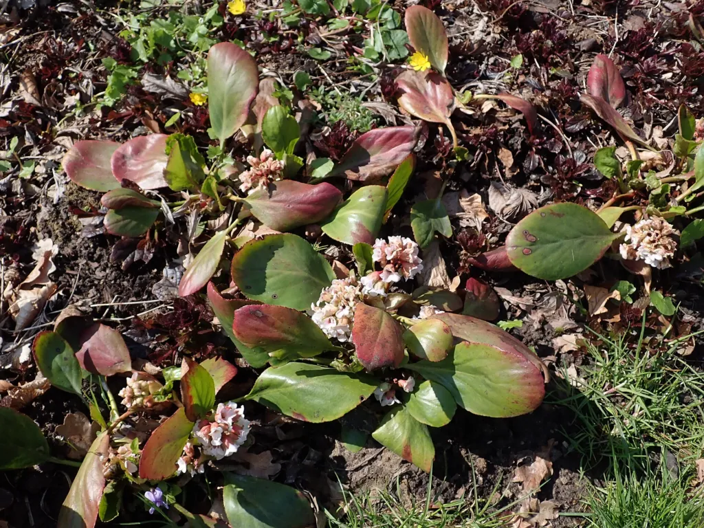 Bergenia 'Silberlicht' – typický vzhľad, fotografia rastliny