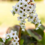 Bergenia ‘Silberlicht’ (Bergenia 'Silberlicht') – plant photo