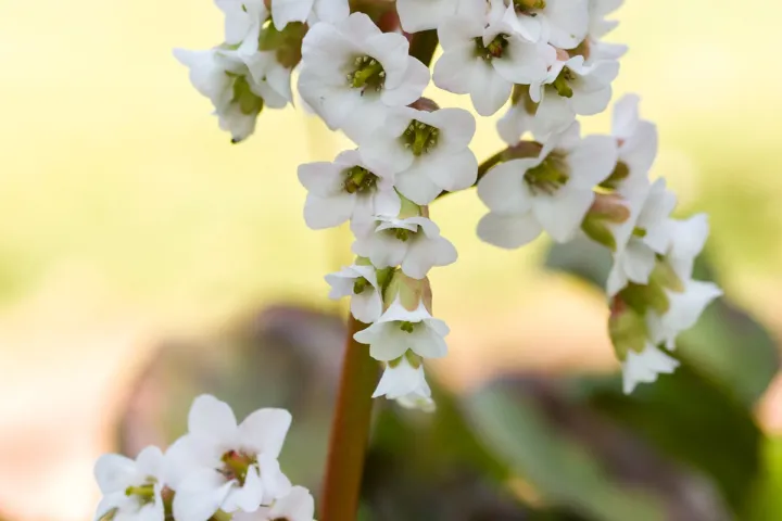 Bergenia 'Silberlicht'