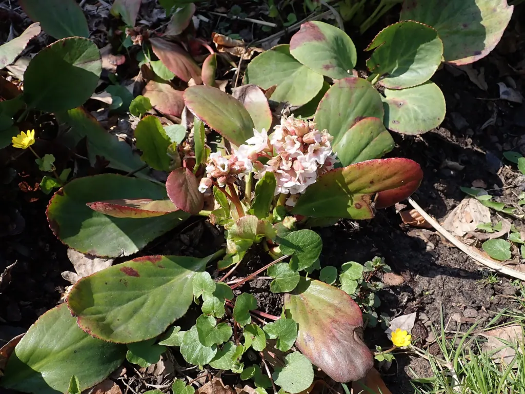 Bergenia 'Silberlicht' – typický vzhľad, fotografia rastliny
