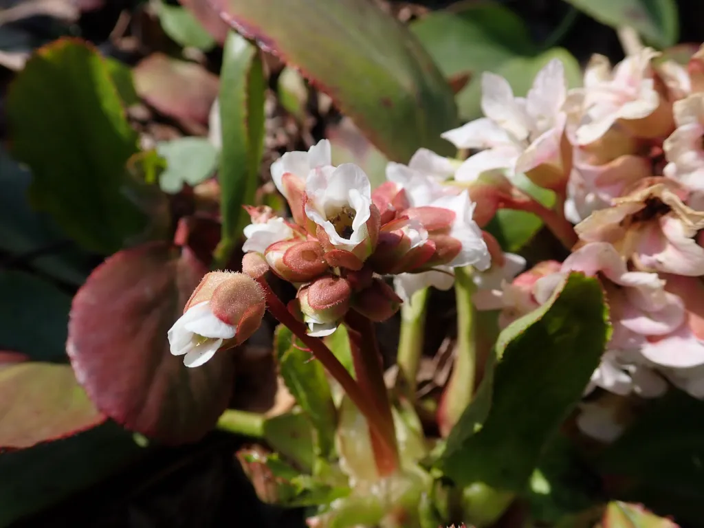 Bergenia 'Silberlicht' – typický vzhľad, fotografia rastliny
