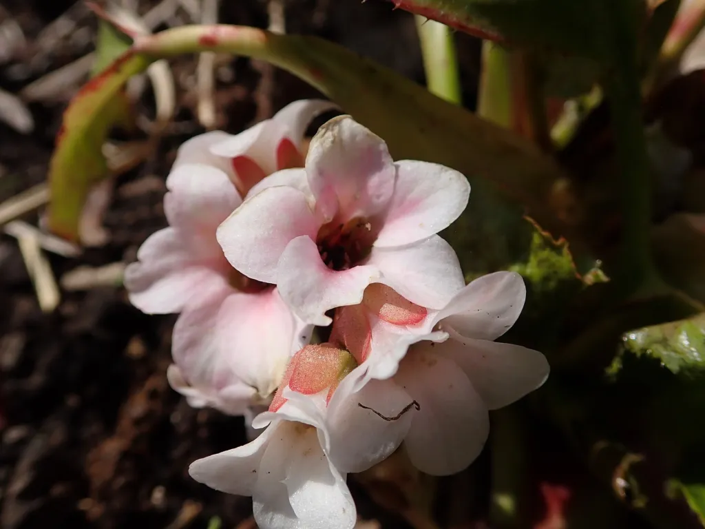 Bergenia 'Silberlicht' – typický vzhľad, fotografia rastliny