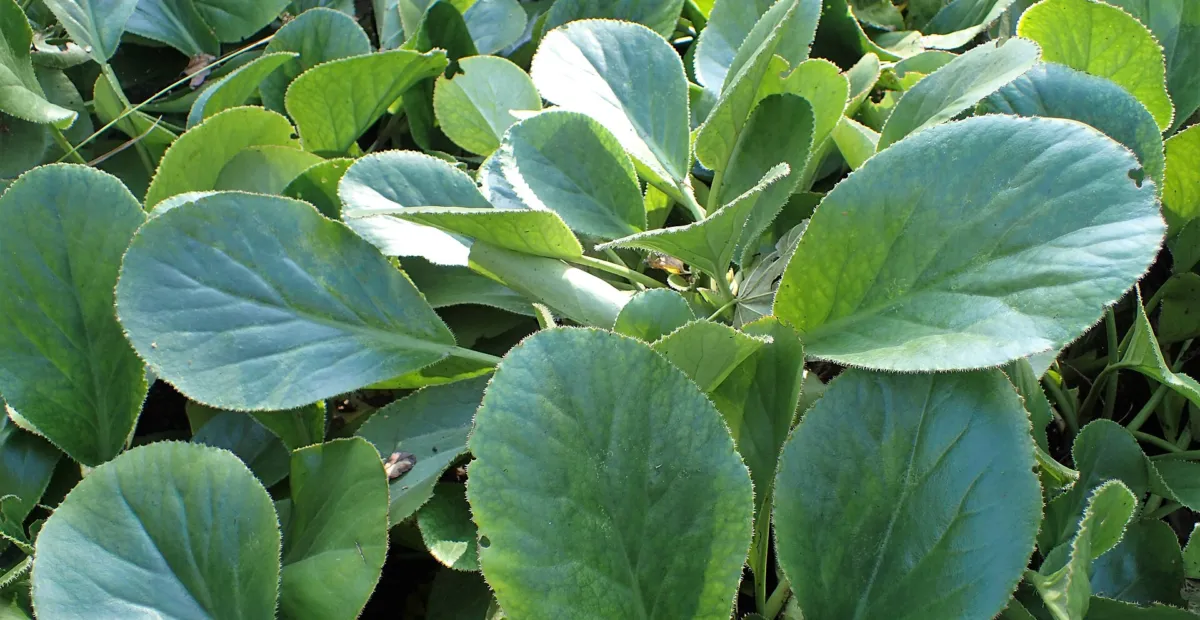Bergenia stracheyi – plant photo