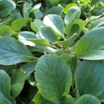 Bergenia stracheyi care guide (Bergenia stracheyi) – plant photo