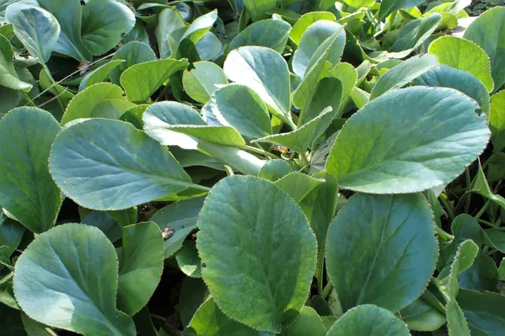 Bergenia stracheyi