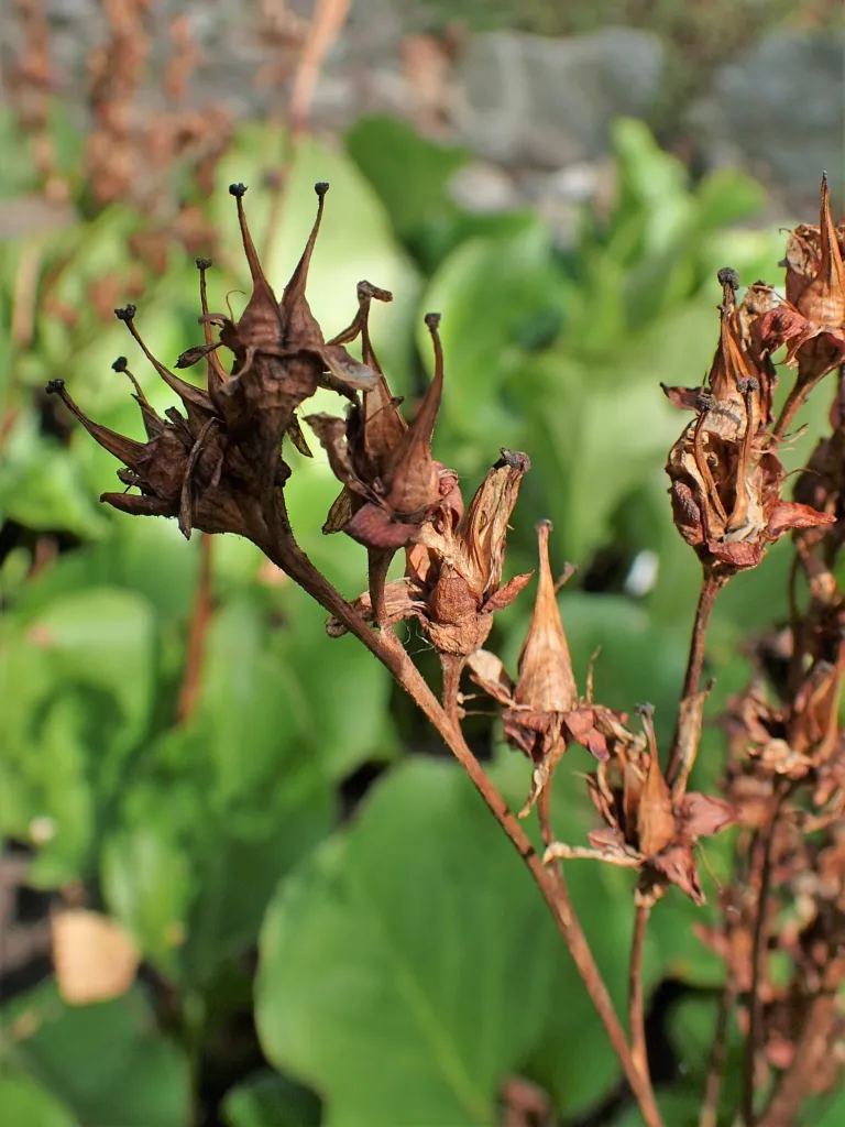 Himalaja-Bergenie (Bergenia stracheyi) – im Garten, Pflanzenfoto