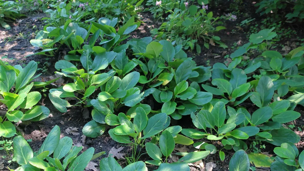 Himalaja-Bergenie (Bergenia stracheyi) – im Garten, Pflanzenfoto