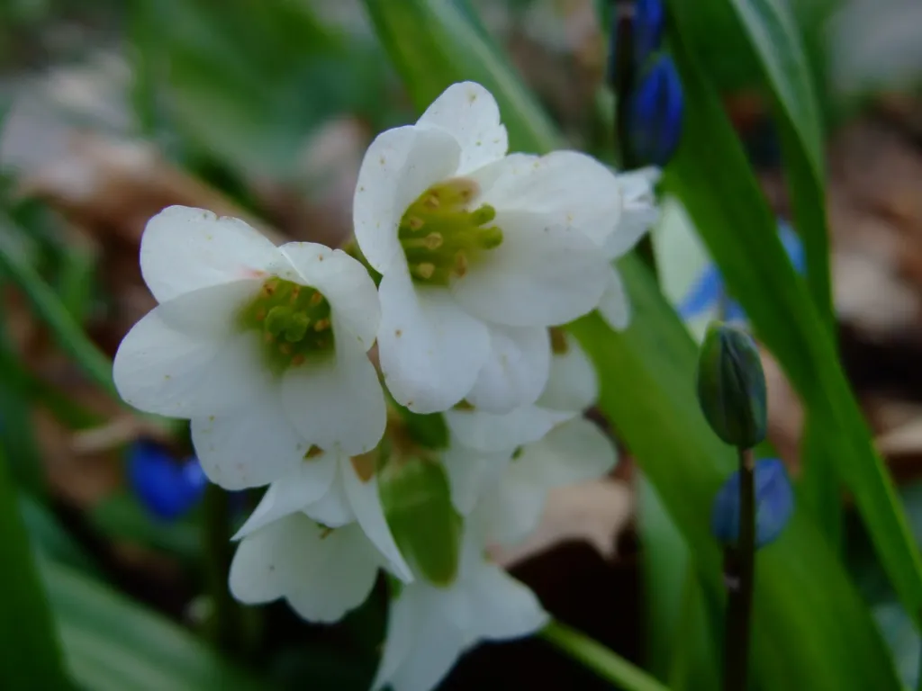 Himalaja-Bergenie (Bergenia stracheyi) – im Garten, Pflanzenfoto