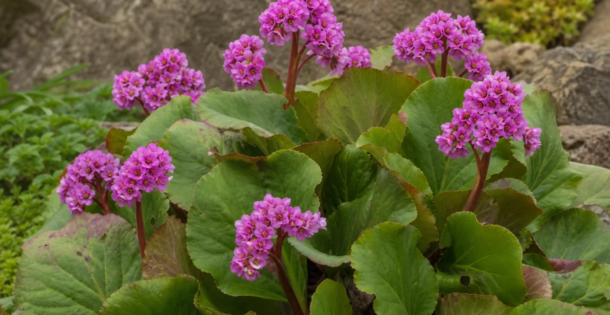 bergénia tučnolistá (Bergenia crassifolia) – fotografia rastliny