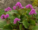 Bergénia tučnolistá (Bergenia crassifolia) – pestovanie a starostlivosť
