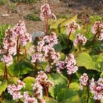 bergénia tučnolistá (Bergenia crassifolia) – fotografia rastliny