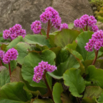 bergénia tučnolistá (Bergenia crassifolia) – fotografia rastliny