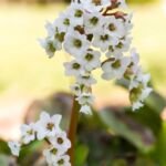 Bergenie (Bergenia 'Silberlicht') – Pflanzenfoto