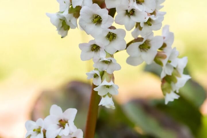 Bergenia 'Silberlicht'