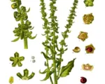 Rübe (Beta vulgaris) – Pflege