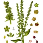Beet (Beta vulgaris) – fruit in close-up, plant photo
