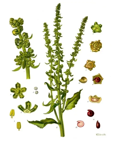 repa obyčajná (Beta vulgaris) – plody zblízka, fotografia rastliny
