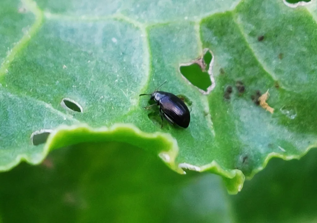 repa obyčajná (Beta vulgaris) – listy a výhonky, fotografia rastliny