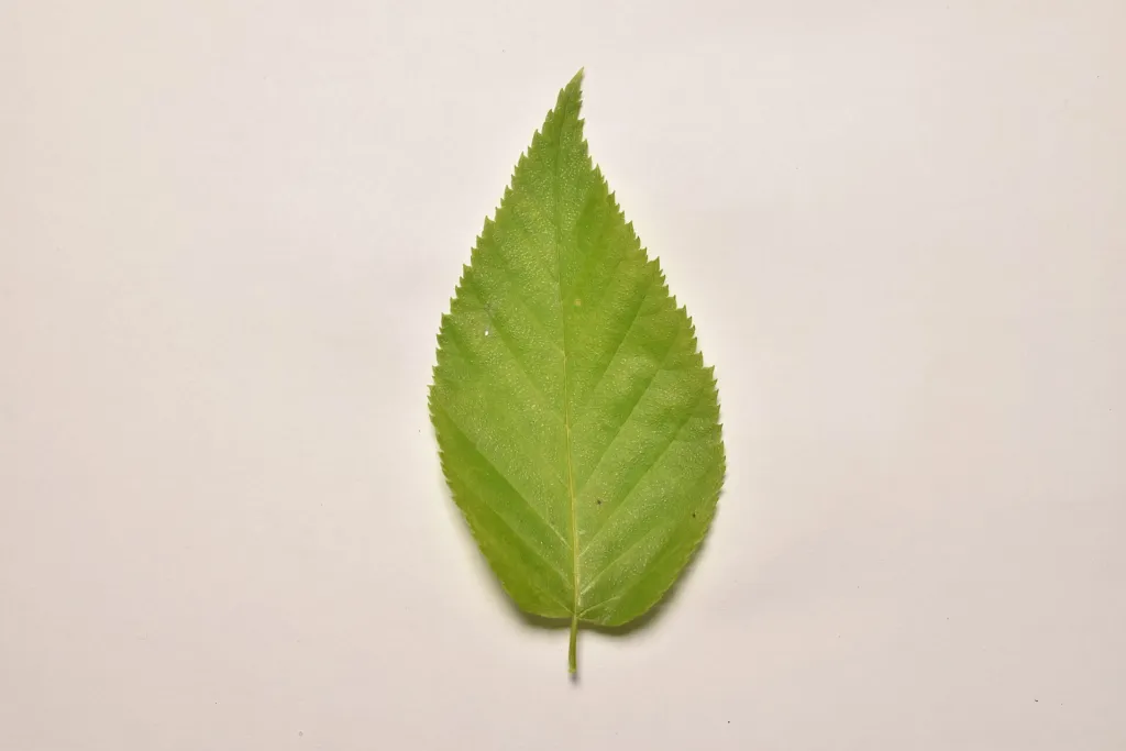 sweet birch (Betula lenta) – leaves and shoots, plant photo