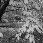 sweet birch (Betula lenta) – plant photo