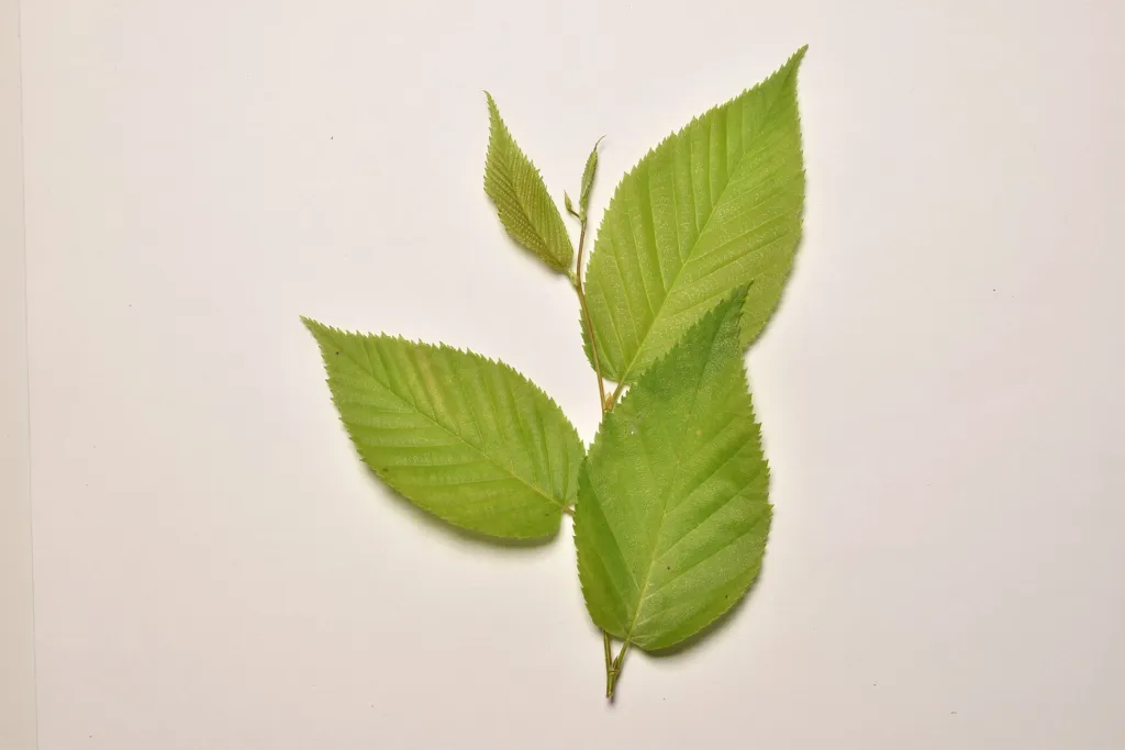 sweet birch (Betula lenta) – leaves and shoots, plant photo