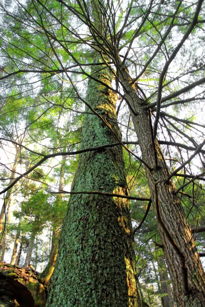 sweet birch (Betula lenta) – in its natural habitat, plant photo