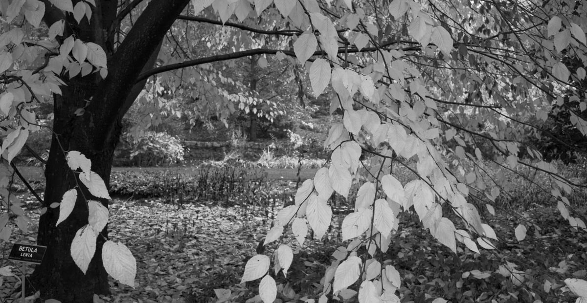 Betula lenta – fotografia rastliny