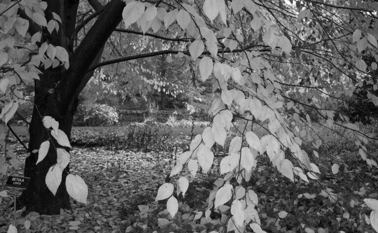 Betula lenta