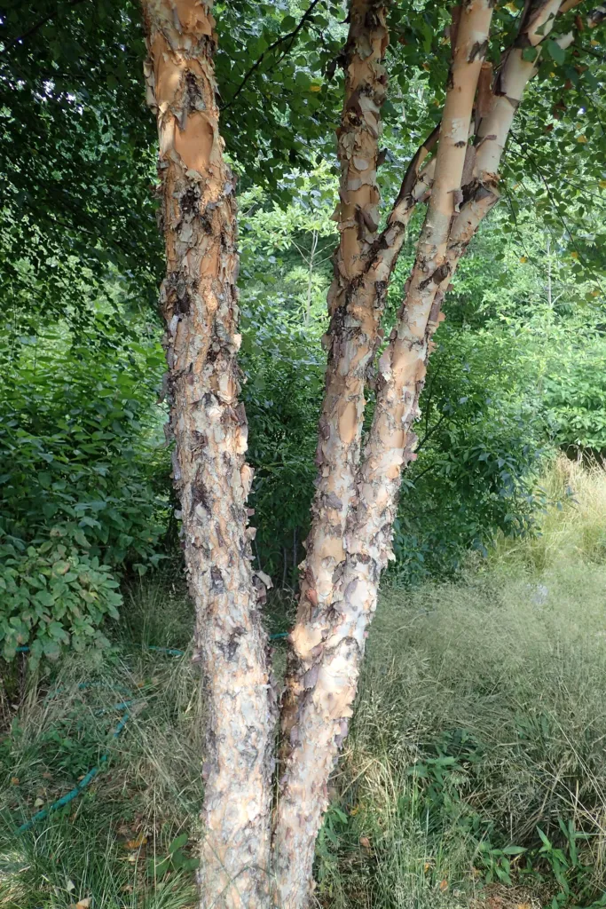 Black Birch (Betula nigra) – in a garden setting, plant photo