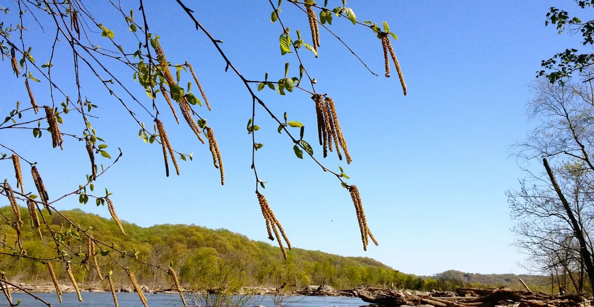 Black Birch (Betula nigra) – plant photo
