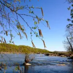 Black Birch (Betula nigra) – plant photo