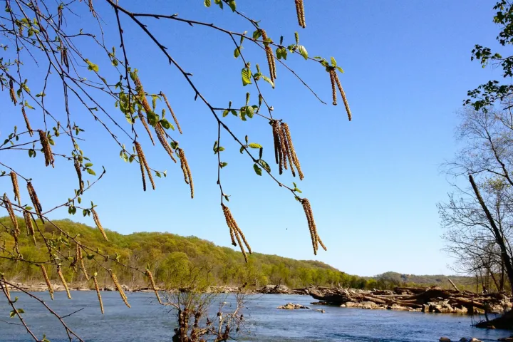 Betula nigra
