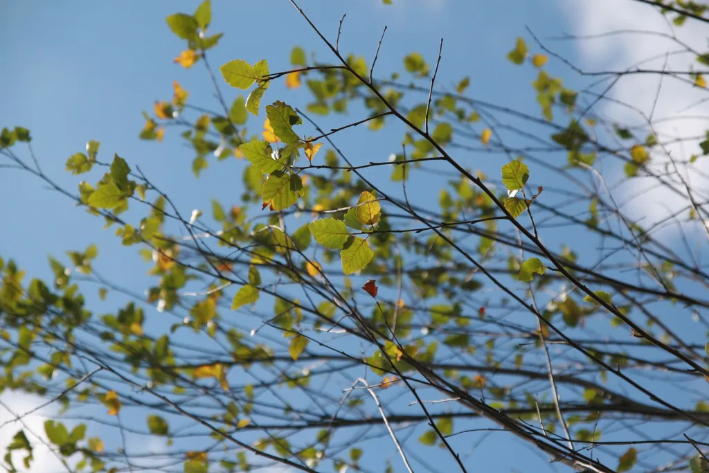 Black Birch (Betula nigra) – in a garden setting, plant photo