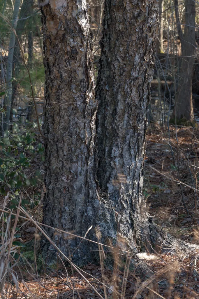 Black Birch (Betula nigra) – bark and shoots, plant photo