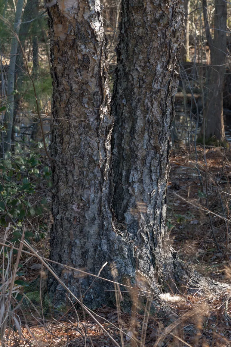 Black Birch (Betula nigra) – bark and shoots, plant photo