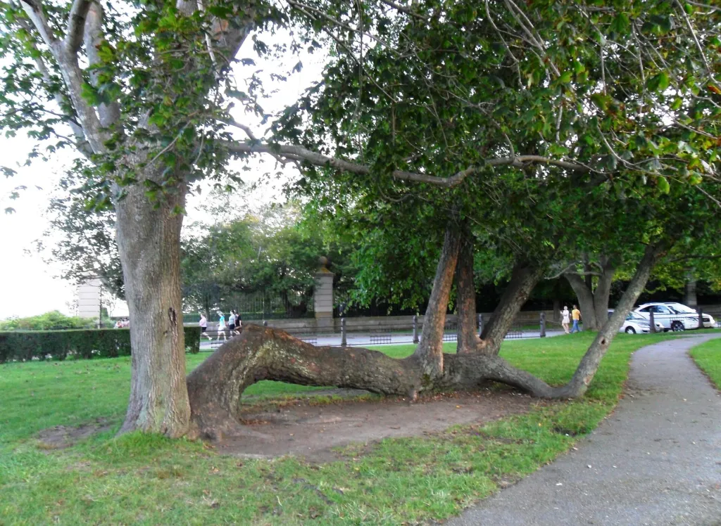 Black Birch (Betula nigra) – natural growth habit, plant photo